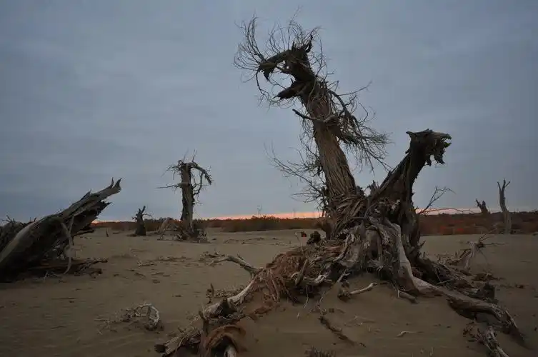 标题:沙漠怪树林