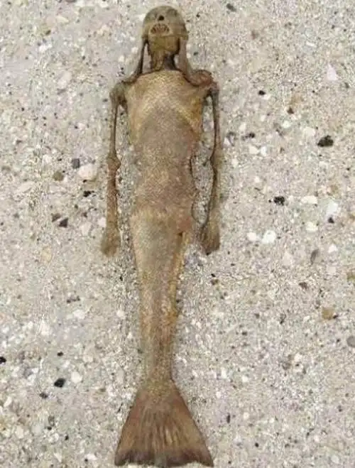 世界上真的有美人鱼吗他们吃人吗 美人鱼极可能是深海统治者