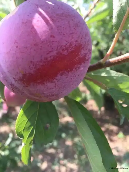 辽宁国丰七号李子苗国峰7号新品种李子苗