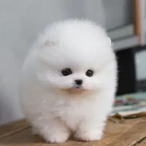 宠物活体迷你可爱图片