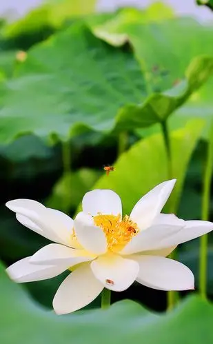 炎炎夏日.气温连续爬升.荷塘荷花悄悄绽放.找一处荷花盛开之地.