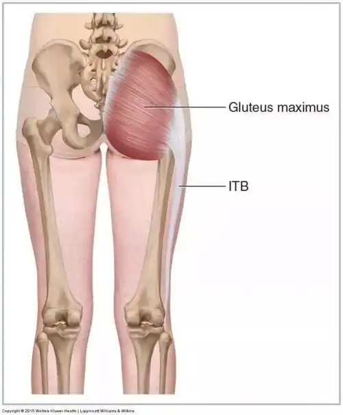 臀大肌上部肌肉,止点在髂胫束,可使大腿外展,下部肌肉,止点在股骨大