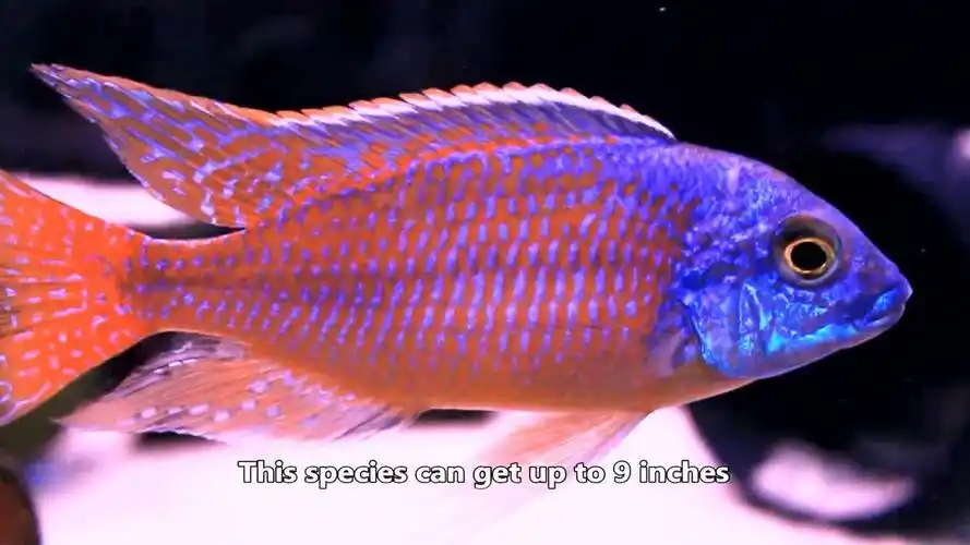 马鲷红鹰超级红鹰埃及艳后三湖慈鲷_腾讯视频