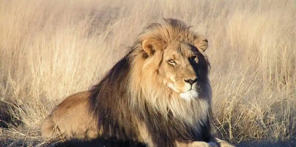 雄狮长有茂密的鬃毛,虽然霸气,但至少会比老虎多出3个缺点_狮子_脖子