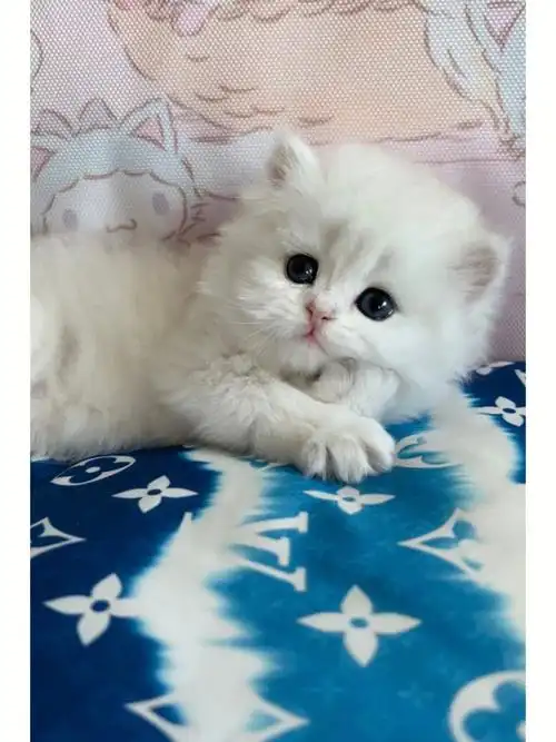 英短银渐层小奶猫晒图