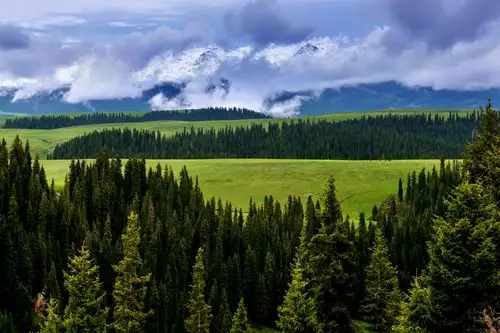 新疆是个好地方(3): 高山草甸,峡谷深林,鲜花盛开的喀拉峻大草原