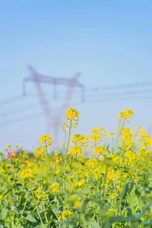 踏青去浪姐蓝盈莹tvb张兆辉都来南海打卡
