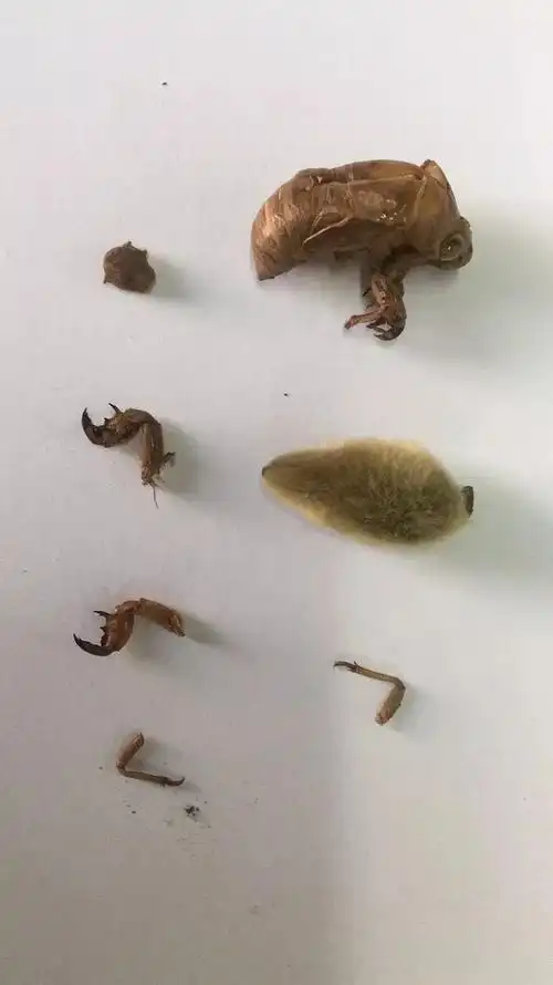 毛猴的制作材料图解其他两味中药,木通可以做道具,白芨一般做粘合剂.