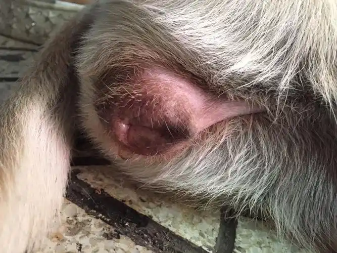 小母狗不到一岁,应该是第一次来月经,这几天和一个流浪狗交配了,今天