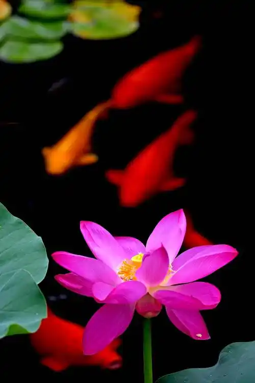 荷塘花鸟画(二十一)——荷花和和美美,鲤鱼连年有余