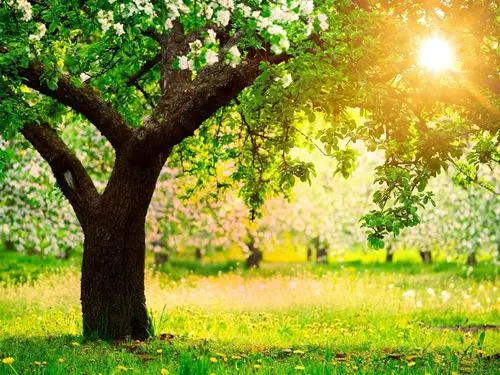 描述: 在一个阳光灿烂的春天-季节高清壁纸 当前壁纸尺寸: 1920 x