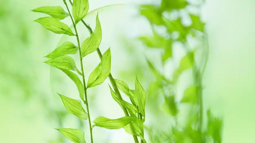 清新绿色护眼高清桌面壁纸