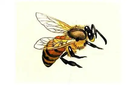 蜜蜂的工笔具体画法步骤图示04