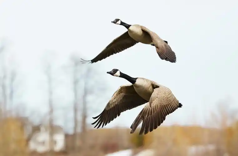 > 加拿大野鹅