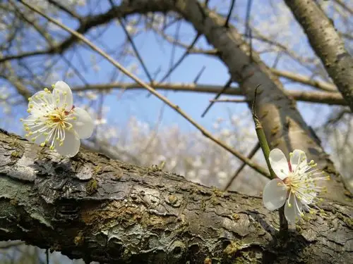 百节乌梅花开了