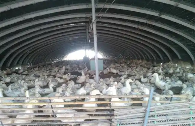 大棚养鸭技术要点