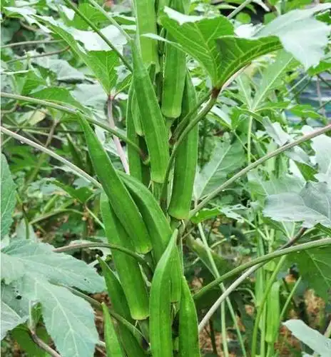 秋葵怎么高产种植