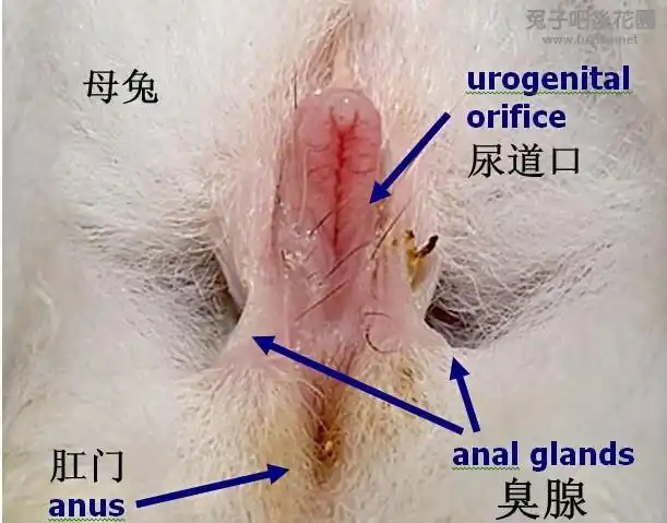 兔子如何分辨雌雄?