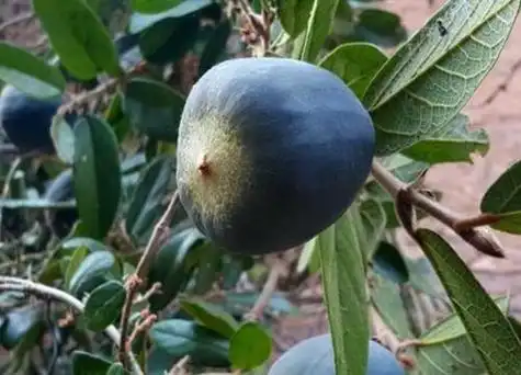 霹雳果又叫什么名称 - 花百科