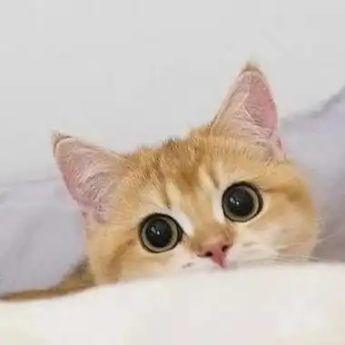 2021最火猫咪头像高清治愈系的2021头像可爱呆萌猫图片