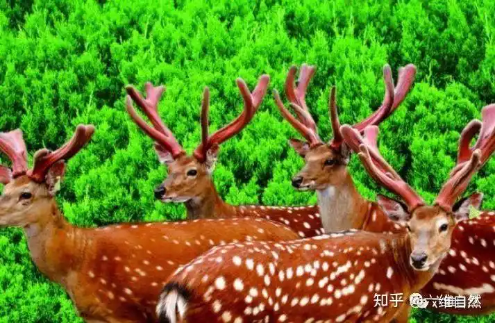 吉林一养殖场出现白色梅花鹿,一身雪白色像仙鹿,这是白化小鹿?