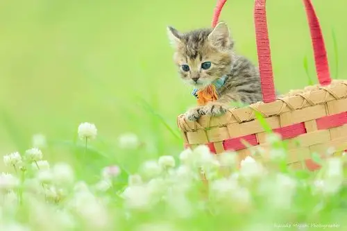 一些治愈系小猫壁纸,来自ins,图源见水印.