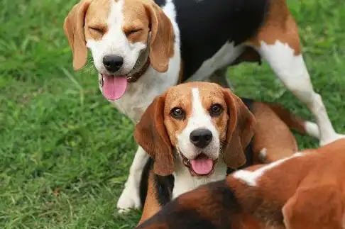 十大适合家养的狗狗!哪一只你的最爱?