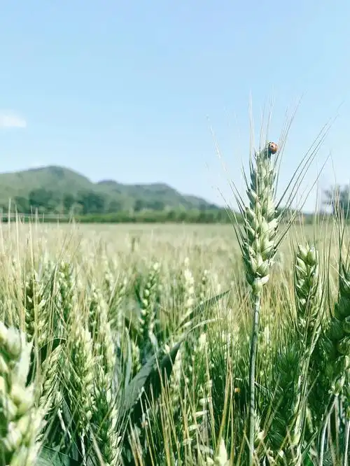 端午溜达麦田是夏天了
