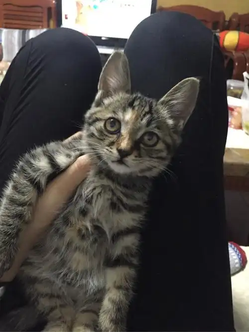 这是土猫还是美短