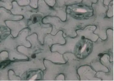 题目用镊子撕下一小块蚕豆叶的下表皮在显微镜下观察它的细胞特点是