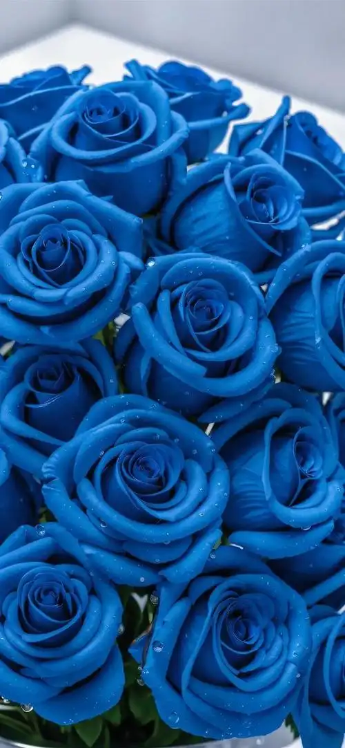 壁纸分享,这些花卉都好美,令人感受到大自然的温暖和美好