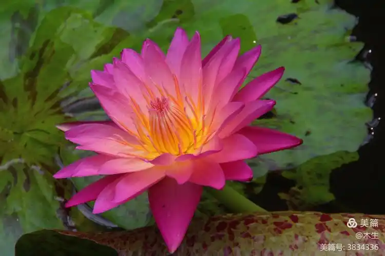 九品香莲——自然天成之物