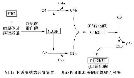 补体活化的共同末端效应_病原生物学与免疫