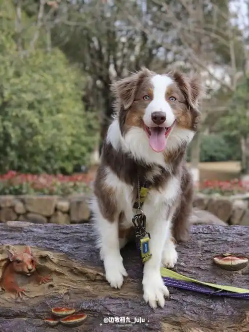 我们家的小边牧又长大了一点02