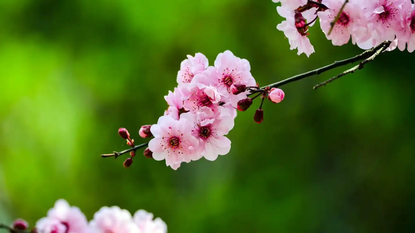 美人梅(花语:纯洁的心只属于你    科属:蔷薇科)#美好的 - 抖音