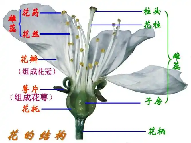 1,花的基本结构包括:花托,花萼,花冠,雄蕊(花药,花丝),雌蕊(柱头,花柱