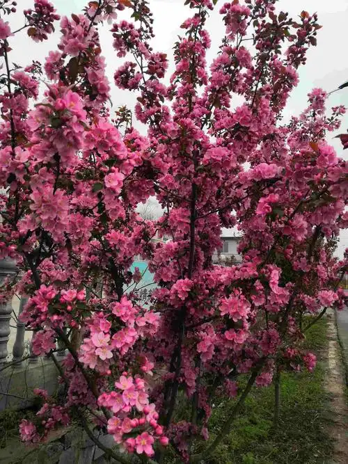 路边的海棠树 - 简书