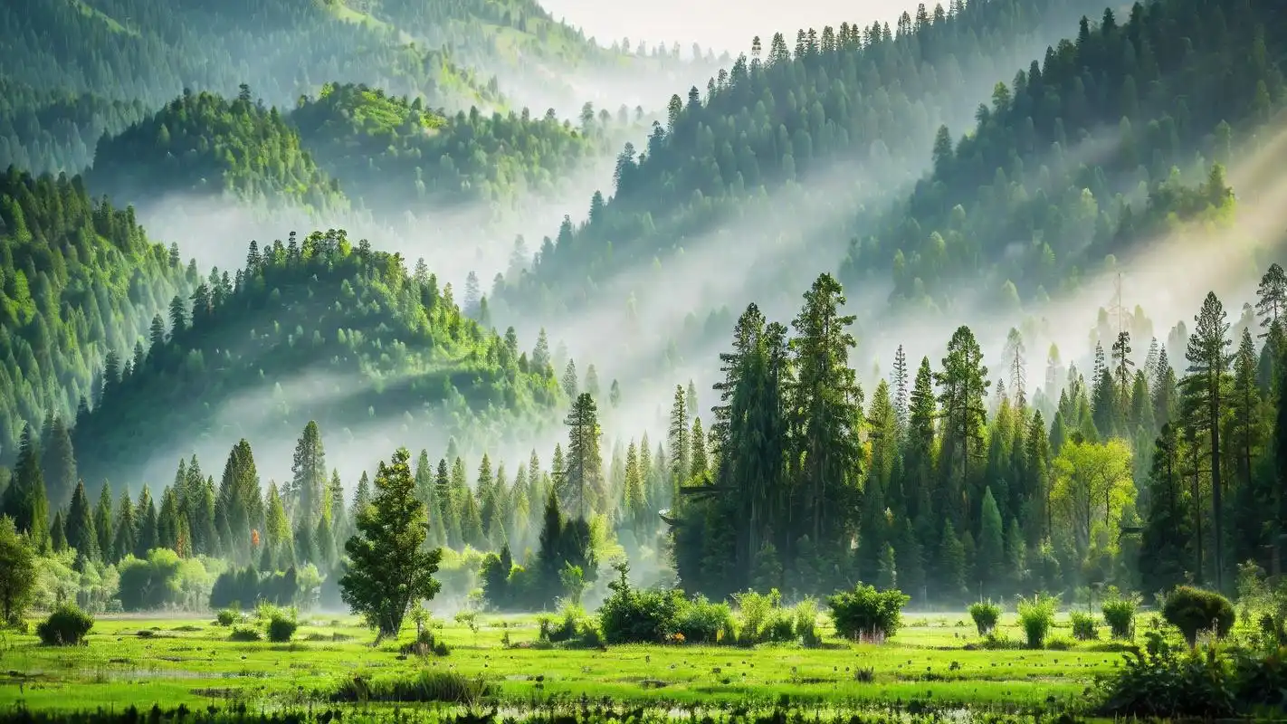 99超高清4k全屏森林壁纸98