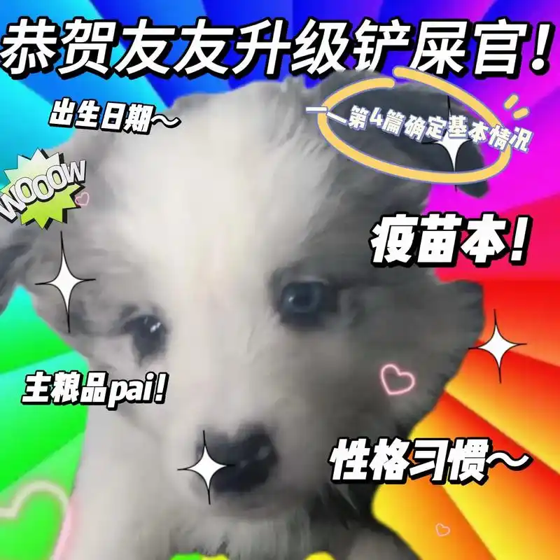 第4篇确定基本情况.随着前面奶狗的挑选 - 抖音