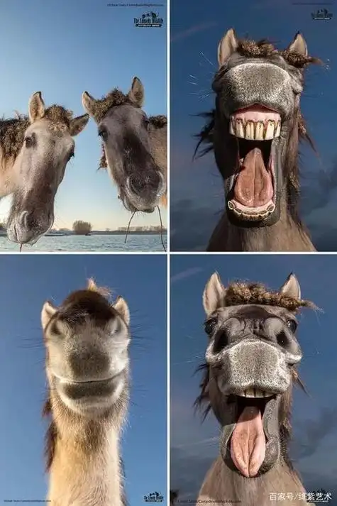 开怀大笑的搞笑图片