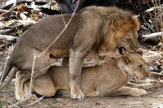 动物交配(组图)