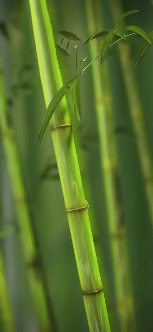 护眼屏保手机壁纸绿色(护眼壁纸手机高清绿色)