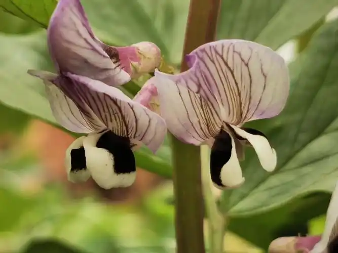 蚕豆花🌸 - 美篇