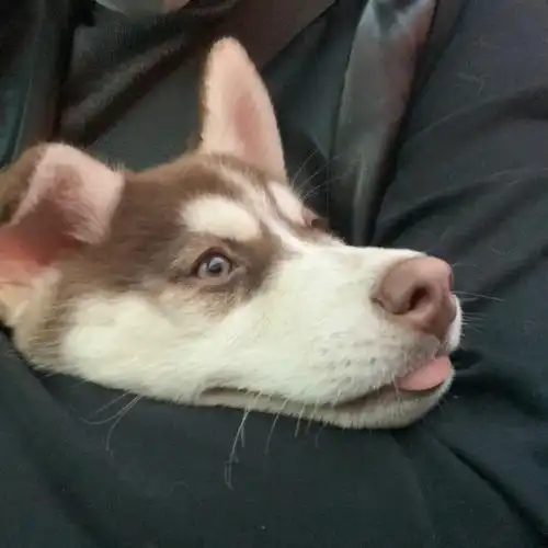 我的哈士奇好可爱