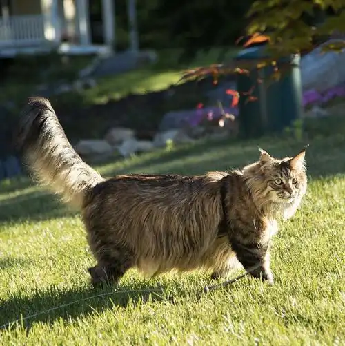 吸猫大会缅因猫willow