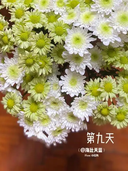 绿蜥蜴瑞白新一轮绿白配