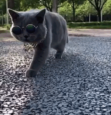 原创只要给猫咪一个t台,它就能走出"六亲不认"的步伐,好魔性