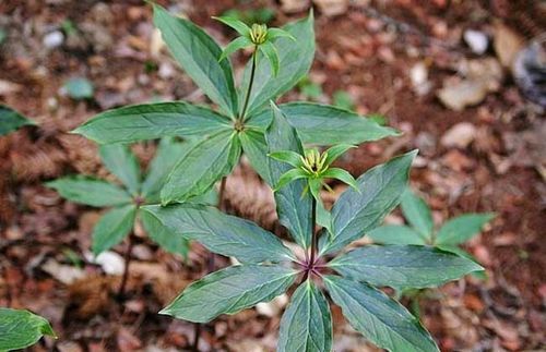 蚤休庭院桌面植喜绿植盆栽室内小型重楼50包绿植