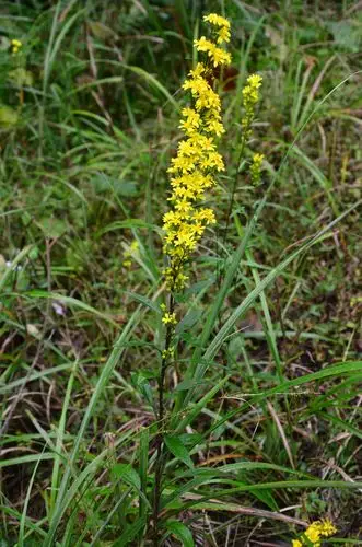 小溪植物--一枝黄花6