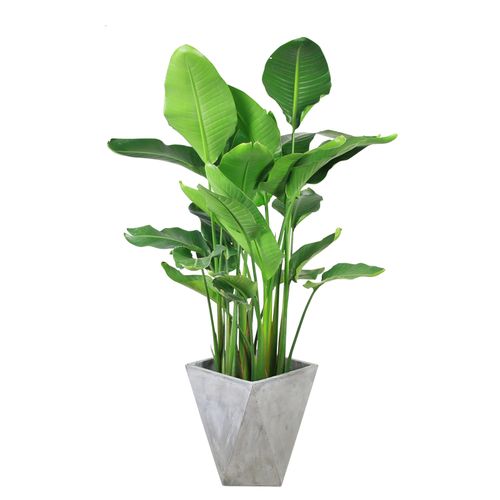 鹤望兰天堂鸟盆栽大型绿植客厅卧室花卉室内内包绿植